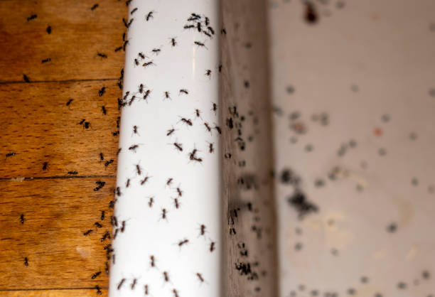 Wasp Removal Services in Petoskey, MI