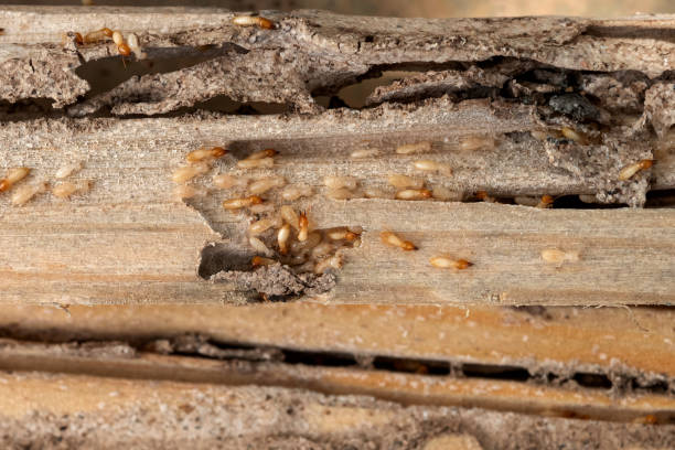 Best Local Pest Control Services  in Petoskey, MI
